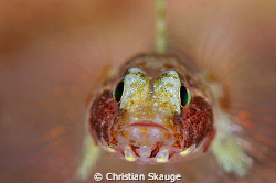 A very cooperative specimen of the little goby Buenia jef... by Christian Skauge 
